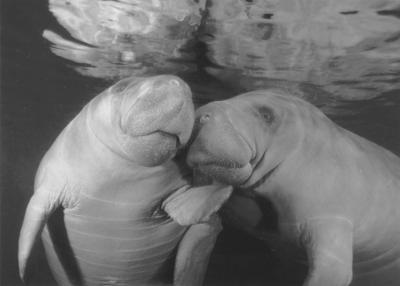 photograph of manatees