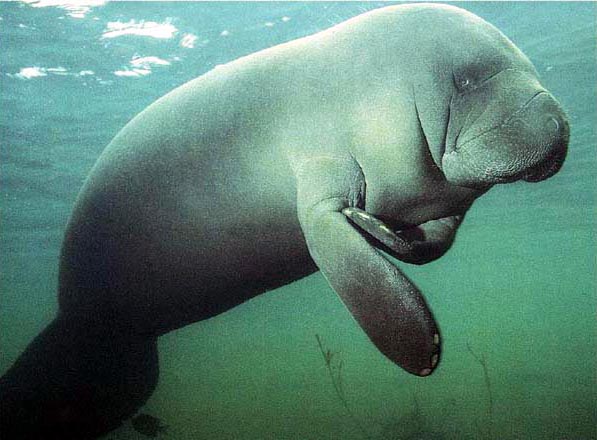 sea cows manatee